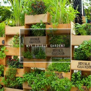 Read more about the article Why Edible Garden?