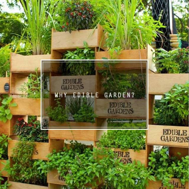 You are currently viewing Why Edible Garden?